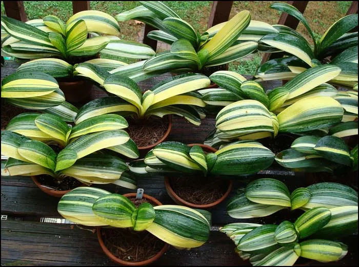 Striata