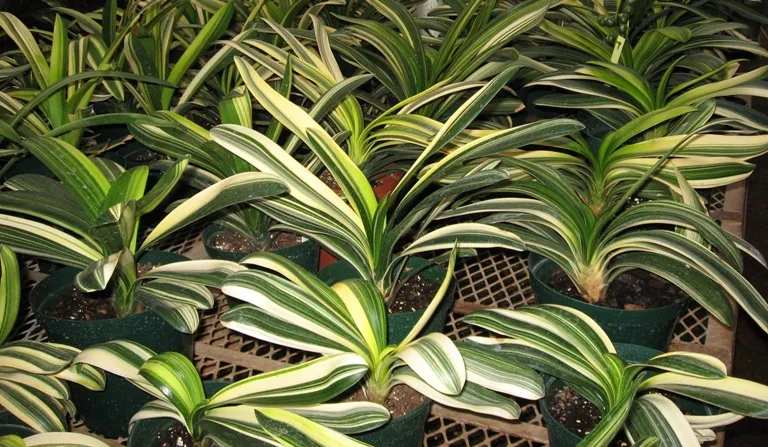 Striata