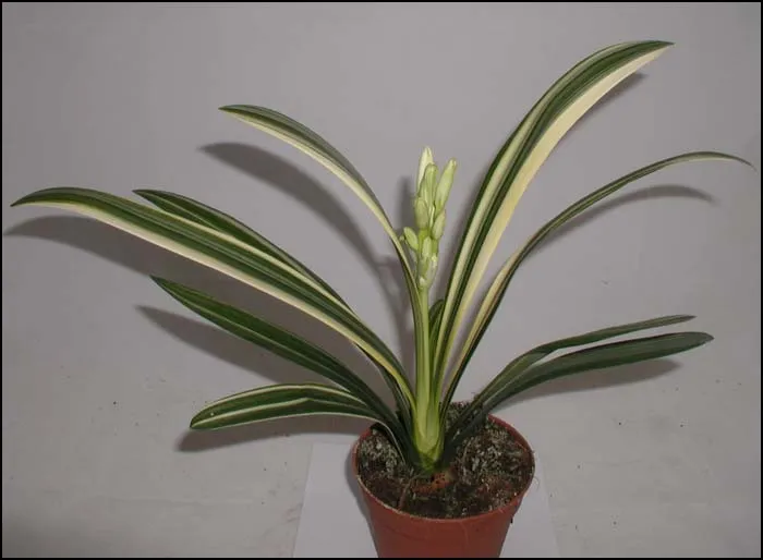 Florid Striped