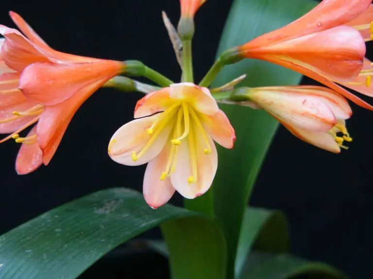 Tangerine Dream