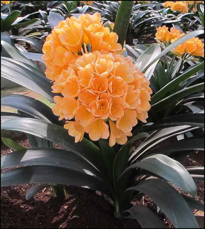 Tipperary Peach