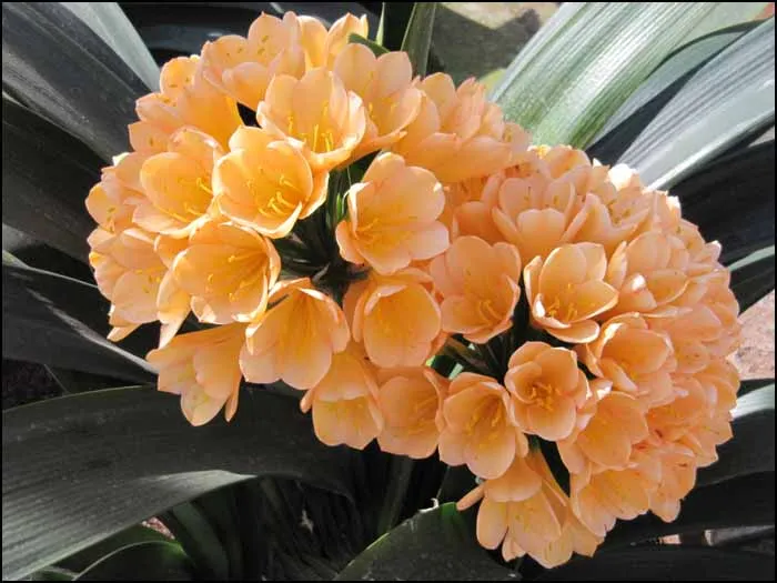 Tipperary Peach