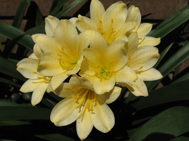 Transkei Yellow