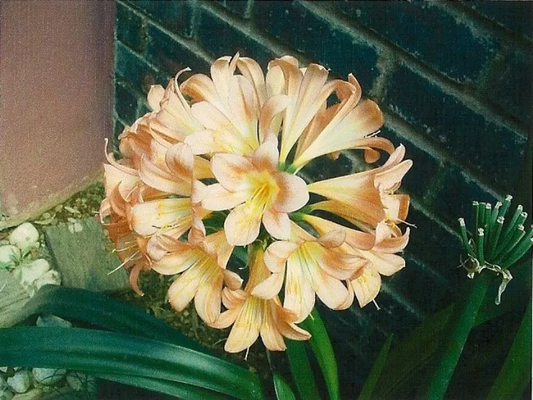 Transkei Apricot