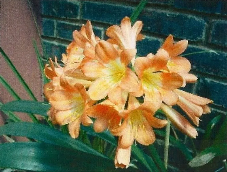 Transkei Apricot