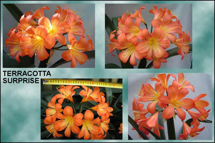 Terracotta Surprise
