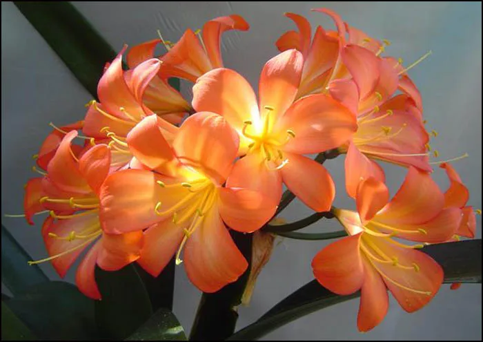 Terracotta Surprise