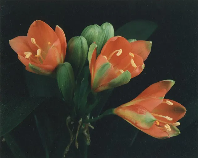 Tulip