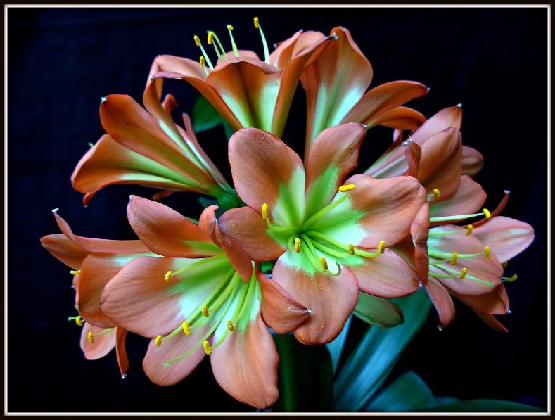 Star Bronze