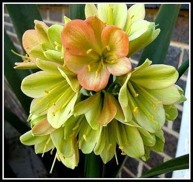 Star Green Lady
