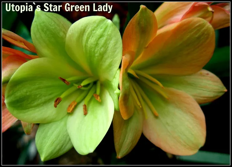 Star Green Lady