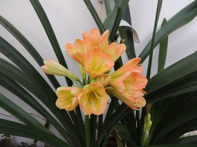 Star Pink