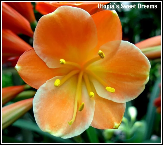 Sweet Dreams