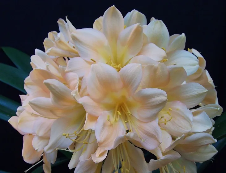 Vico Pink Explosion