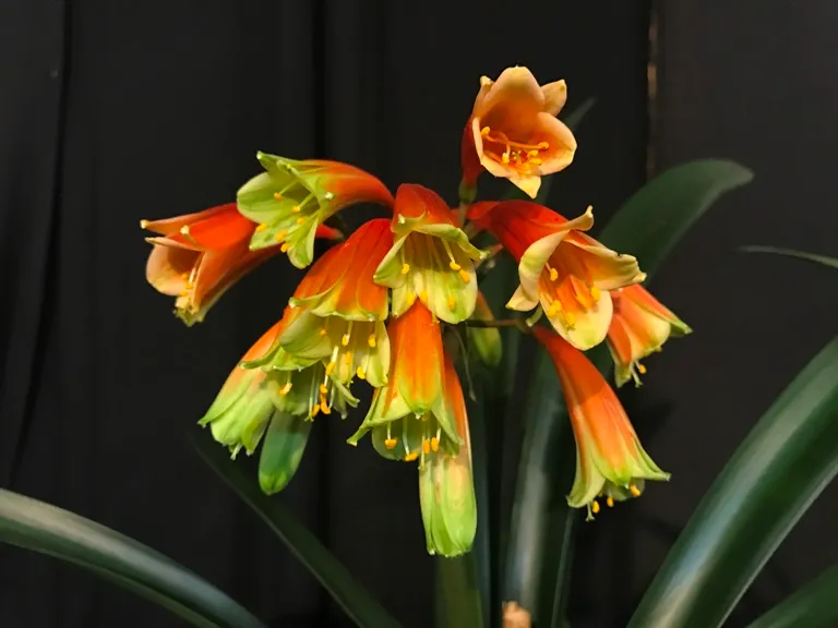 Viceroy