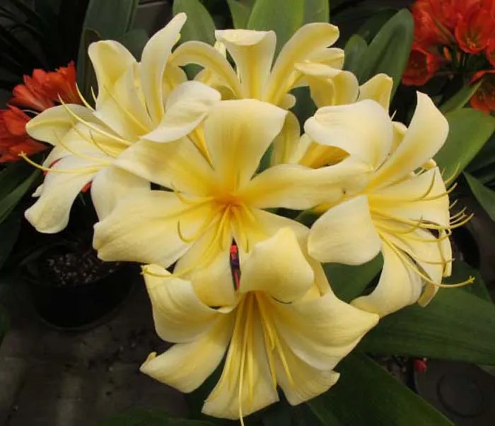 Vico Yellow