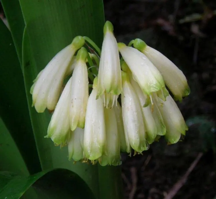 Virgin White