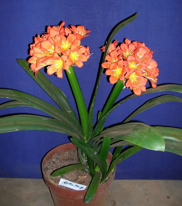 Gems Viridis