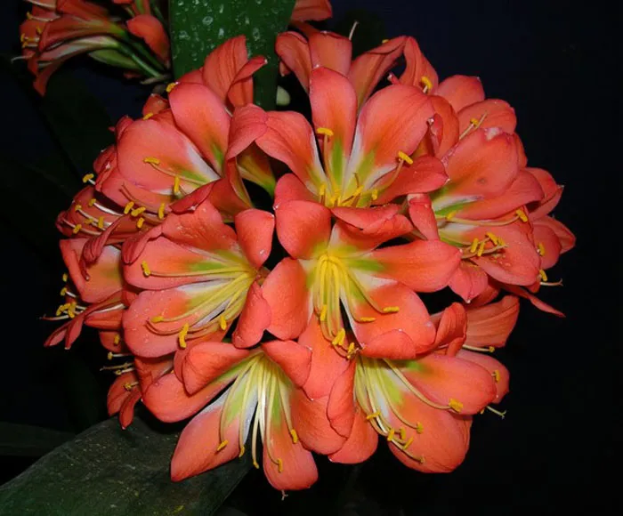 Gems Viridis