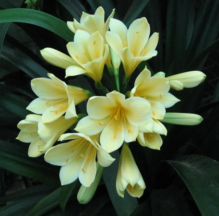 Walters Yellow
