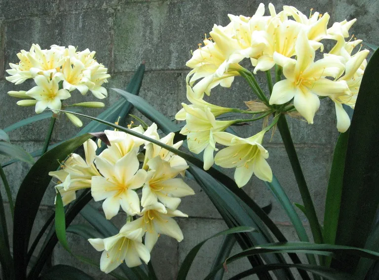 Walters Yellow