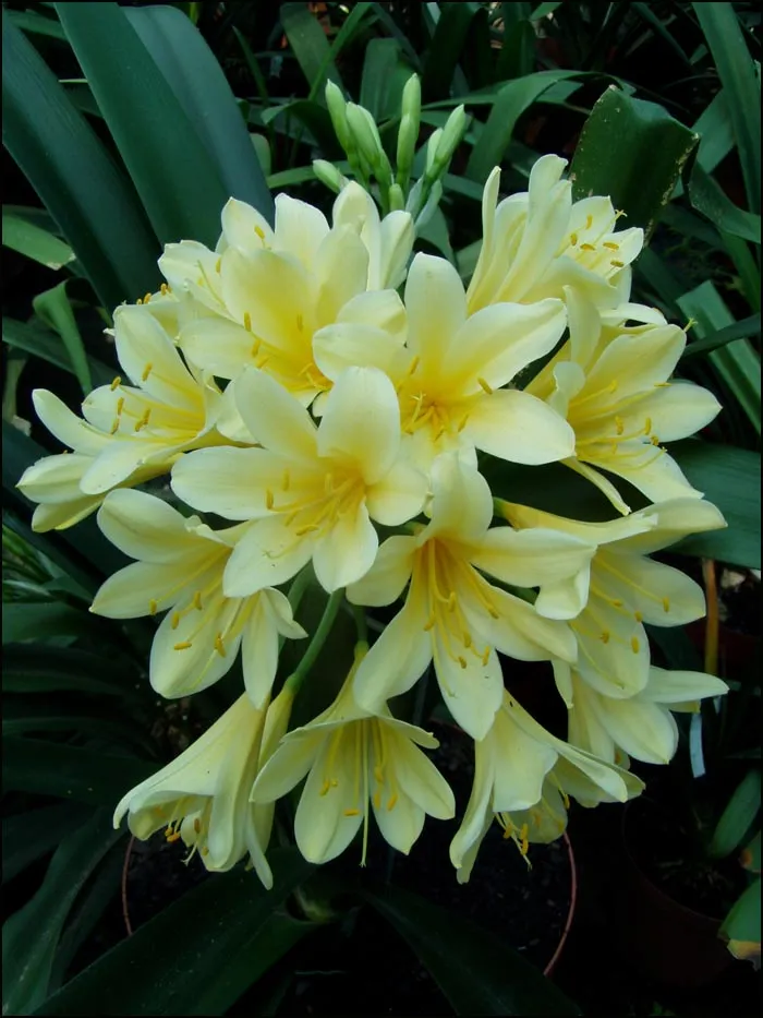 Watkins Golden Glow
