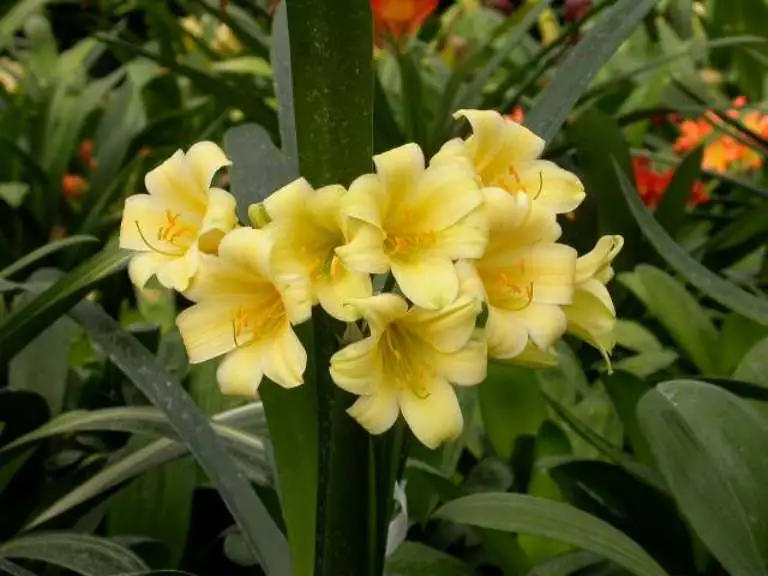 Watkins Yellow