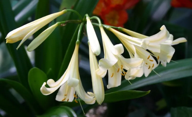 White Lily