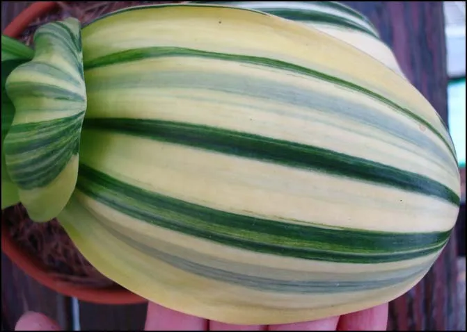 Striata