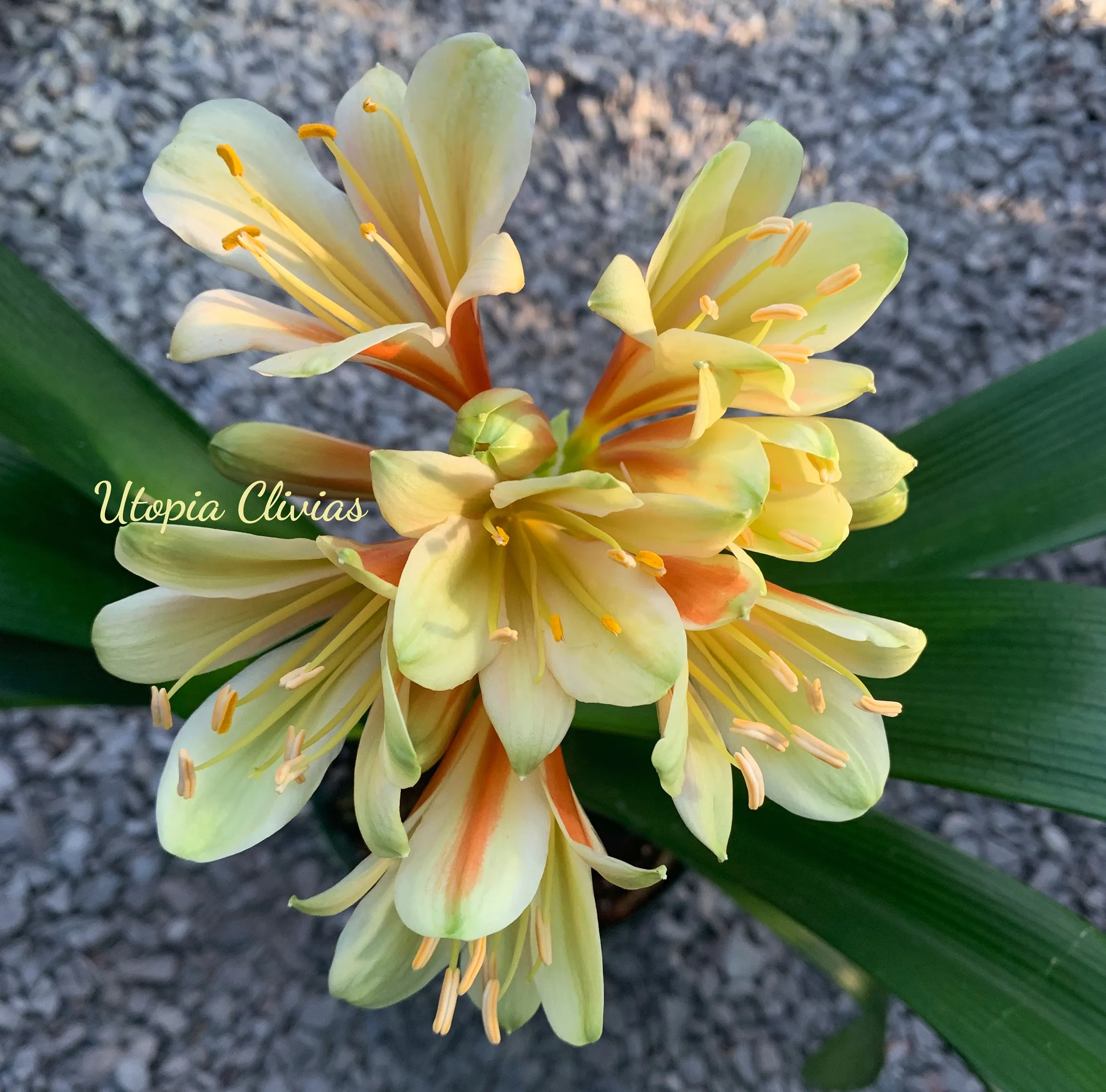 SG Written in the Stars