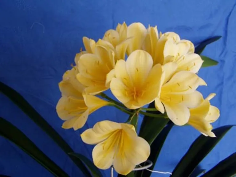 Yellow Courage