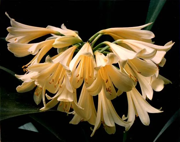 Yellow Showers