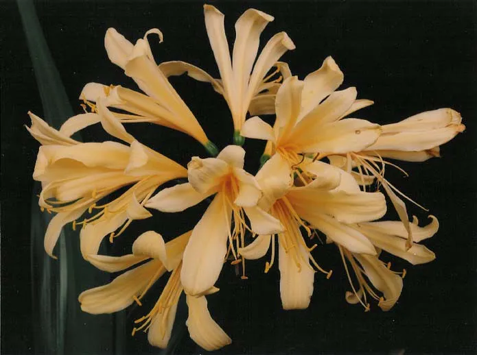Yellow Spider