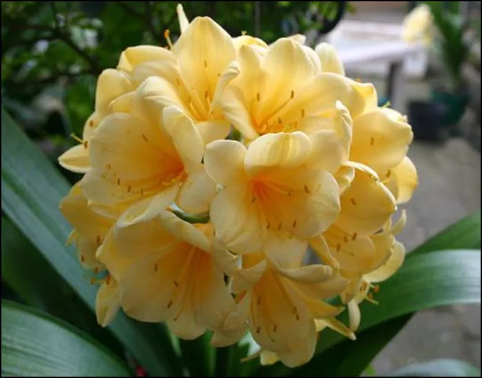 Yellow Tiger