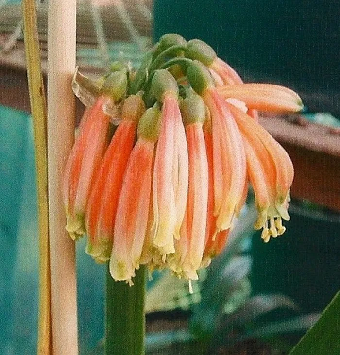 Yellow Tip