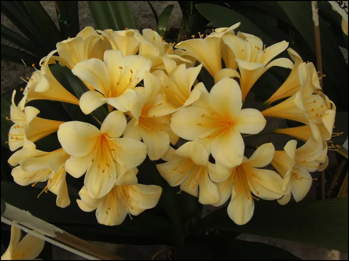 Florid Yellow Star