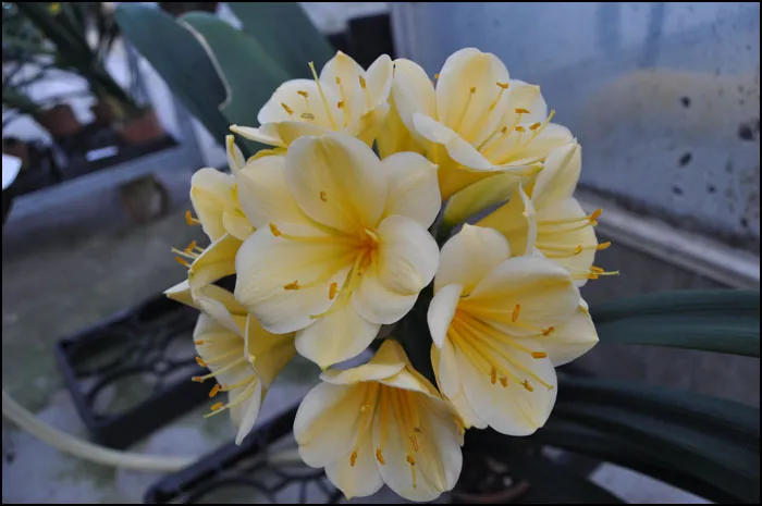 Florid Yellow Star