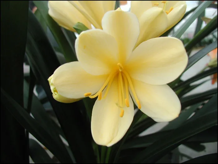 Florid Yellow Star
