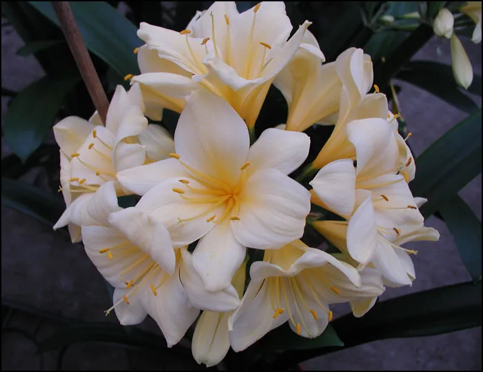 Florid Yellow Star