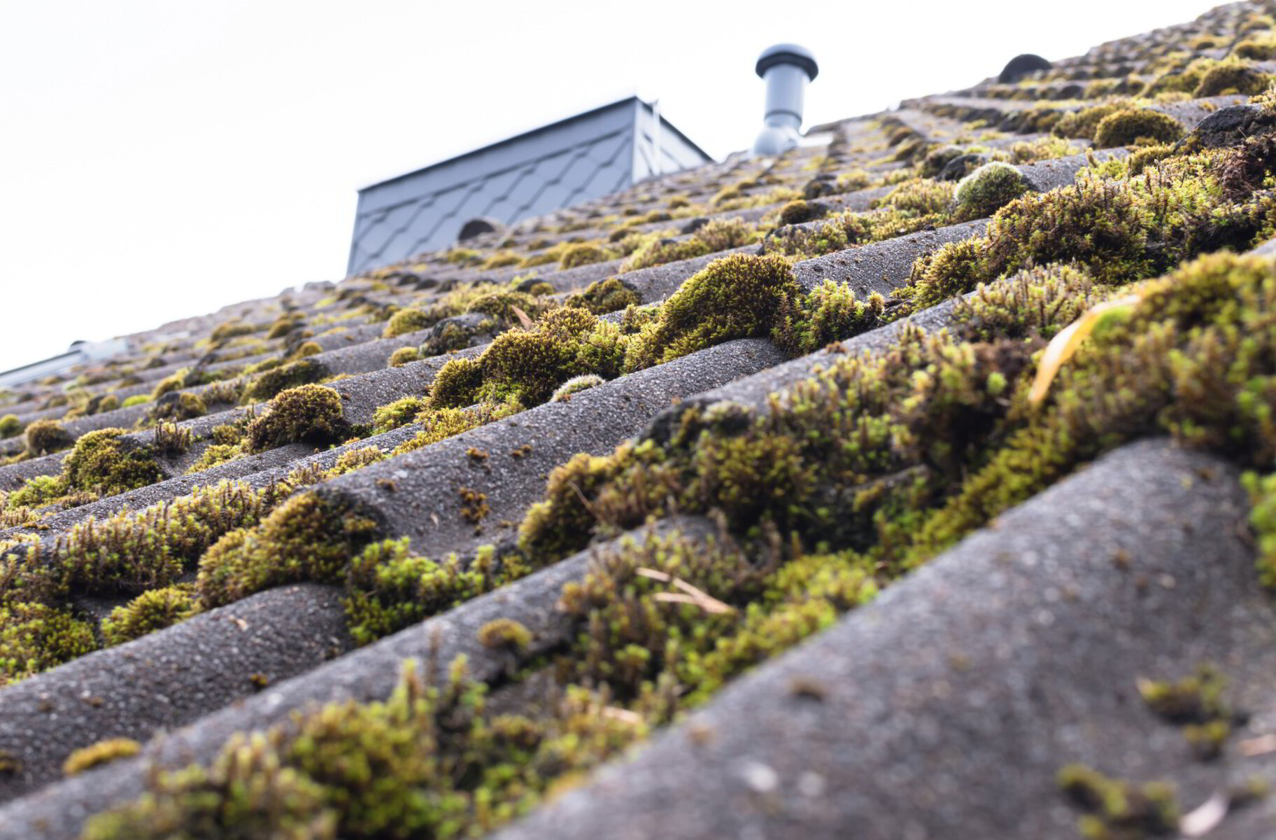 Picture of Preventing Algae Growth on Kincardine Roofs