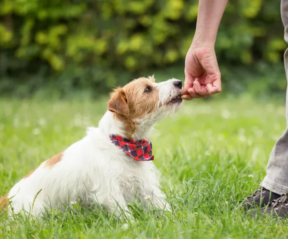 Private dog training in Kettering | 3 private sessions | Woof Wag Training
