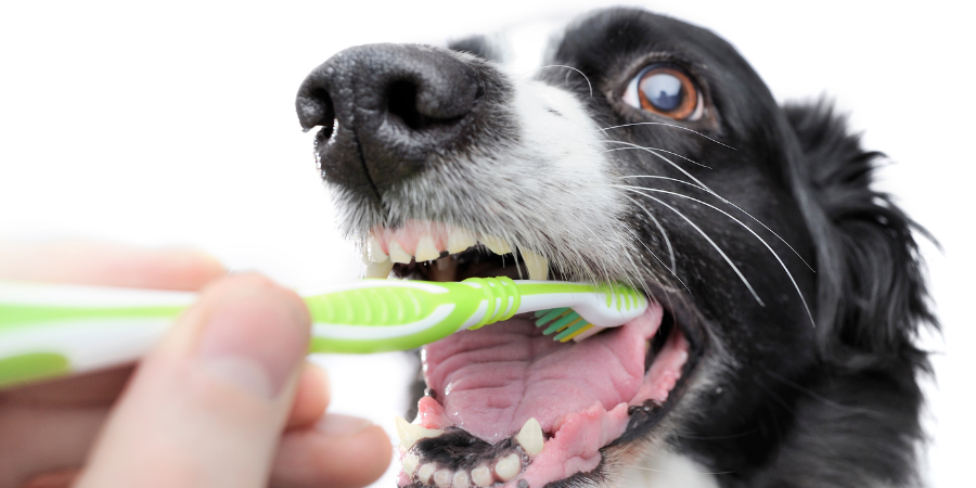 The Best Way to Care for an Older Dog - Morning Care For Older Dog