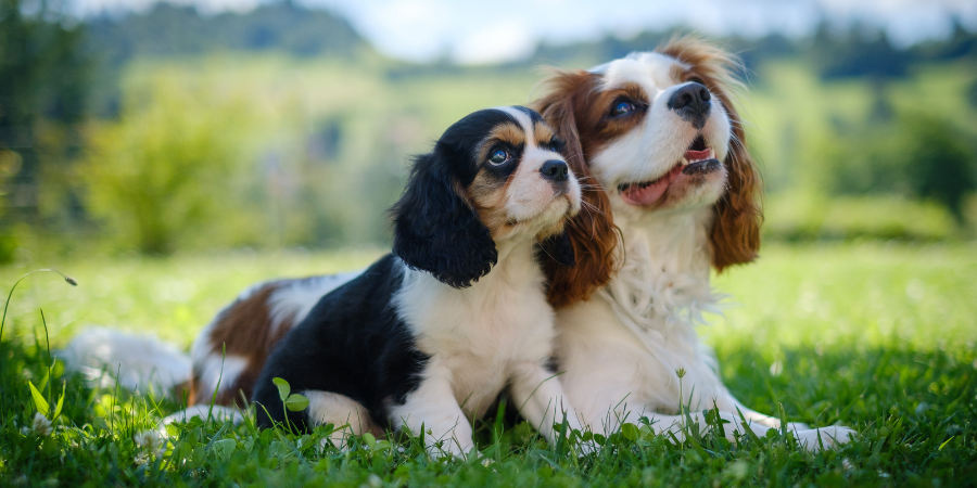 The Pros and Cons of Having Multiple Dogs