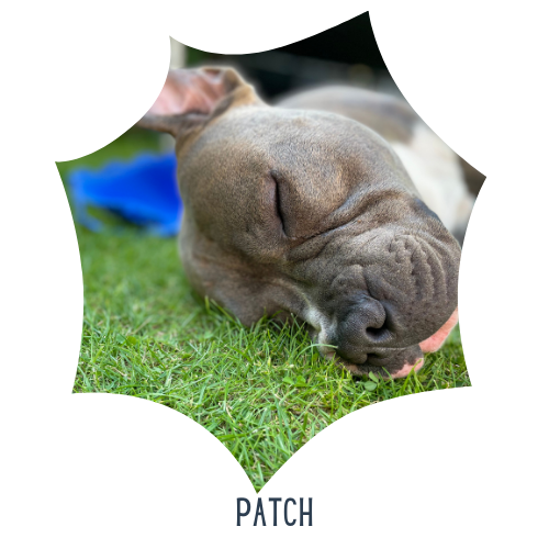 Woof Wag Training Private training for puppies and dogs High