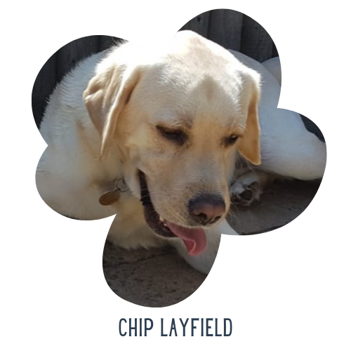 Woof Wag Training Private training for puppies and dogs High