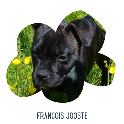 Woof Wag Training Private training for puppies and dogs High