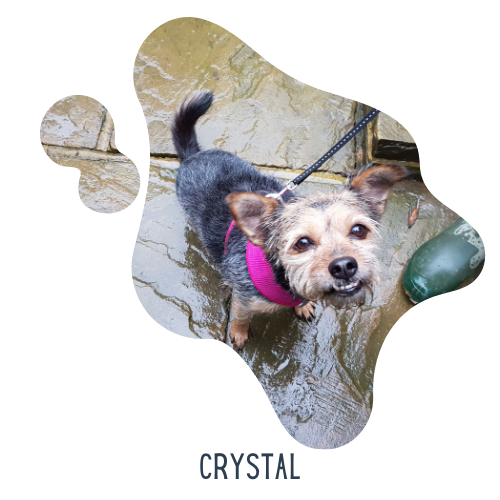 Woof Wag Training Private training for puppies and dogs High