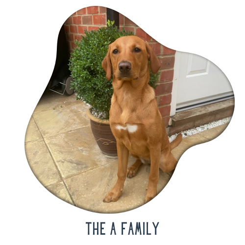 Woof Wag Training Private training for puppies and dogs High