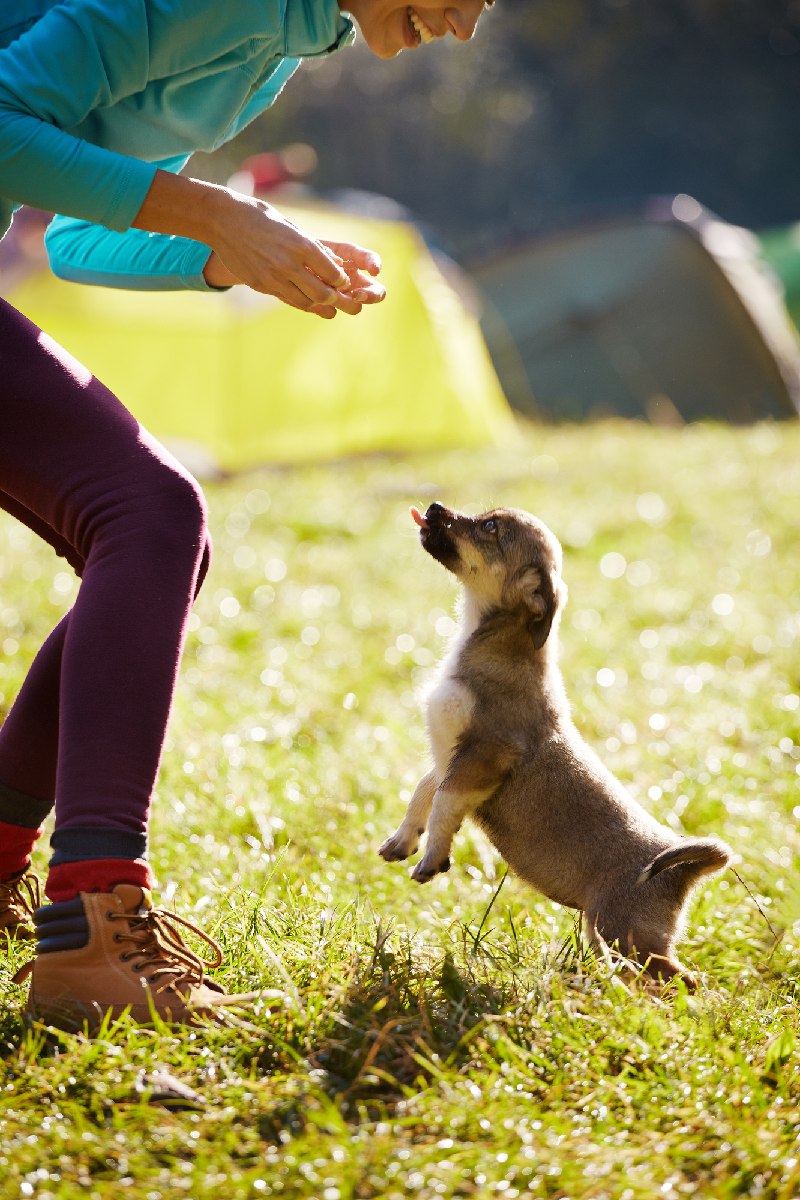 Puppy Training in High Positive Puppy Training