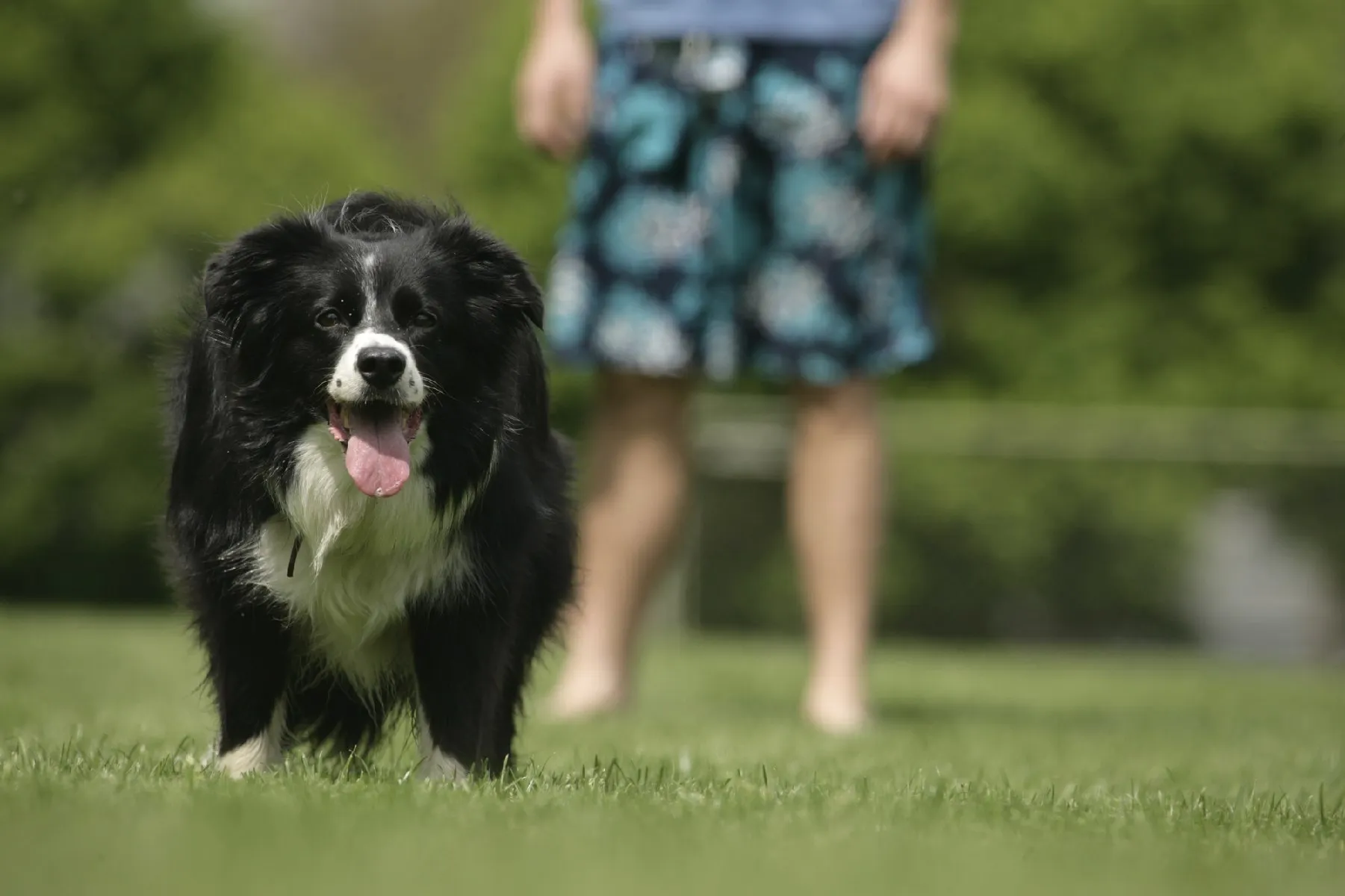 Three private dog training sessions | Woof Wag Training